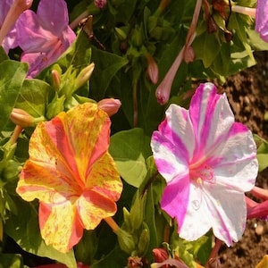 May include: Close-up of two four-petal flowers. One flower is yellow and orange with red streaks. The other flower is white with pink stripes. Both flowers are blooming and have green leaves.