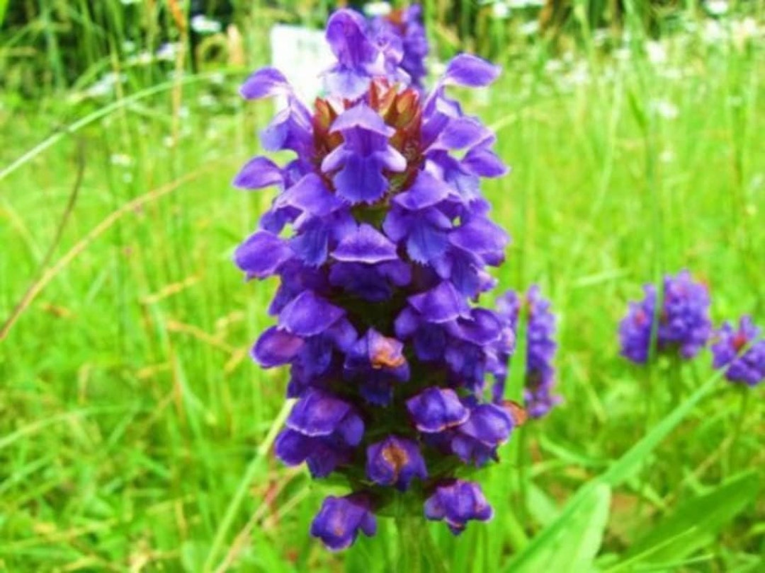 250 Heal All Seeds Flower Herb Prunella Vulgaris - Premium Non-gmo ...