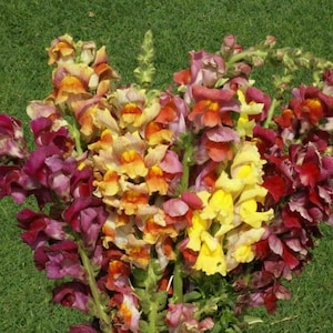 2000 Snapdragon Flower Seeds Giant Tetra Mix Antirrhinum Majus - Premium Non-GMO, Open Pollinated, US Grown Seed, Always Fresh!