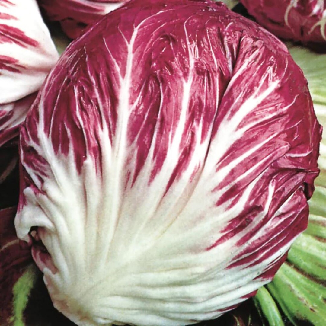 Raddichio Rosa 500 Palla Rosa Radicchio Seeds Heirloom - Premium Non-gmo, Open ...