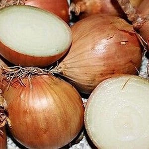 500 Texas Early Grano Onion Seeds Allium cepa Heirloom - Premium Non-GMO, Open Pollinated, US Grown Seed