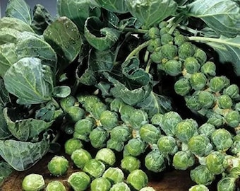 250 Brussel Sprouts - Catskill Heirloom - Premium Non-GMO, Open Pollinated, US Grown Seed, Always Fresh!