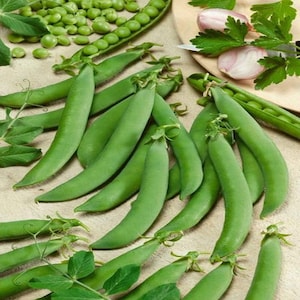 100 Sugar Snap Pea Seeds - Sugar Daddy - Premium Non-GMO, Open Pollinated, US Grown Seed