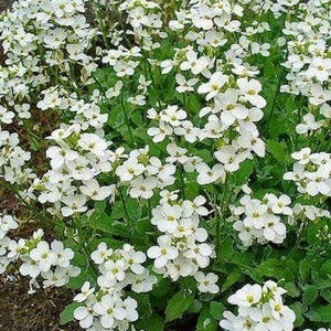 1000 White Alpine Rockcress Flower Seeds Rock Cress Arabis Alpina - Premium Non-GMO, Open Pollinated, US Grown Seed, Always Fresh!