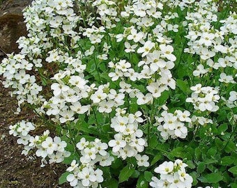 1000 White Alpine Rockcress Flower Seeds Rock Cress Arabis Alpina - Perennial, Open Pollinated, US Grown