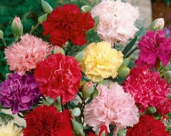 200 Clove Carnation Seeds Chabaud Mix Doubles Dianthus caryophyllus - Perennial, Open Pollinated, US Grown