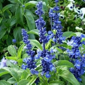 200 Blue Bedder Sage Flower Seeds Salvia Farinacea - Premium Non-GMO, Open Pollinated, US Grown Seed