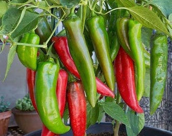 200 Anaheim Chili Pepper Seeds Hot Heirloom - Non-GMO, Open Pollinated, US Grown