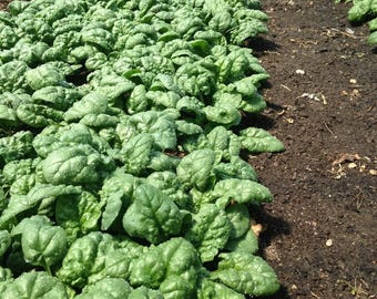 May include: A field of lush green spinach plants growing in rows. The plants are healthy and vibrant, with large, dark green leaves.