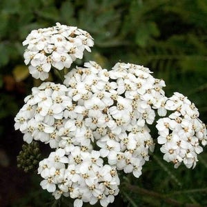 2000 White Yarrow Achillea Millefolium Flower Herb Seeds - Premium Non-GMO, Open Pollinated, US Grown Seed, Always Fresh!