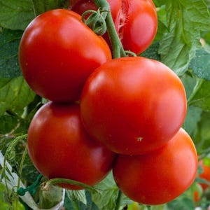 200 Floridade Heirloom Tomato Seeds - Premium Non-GMO, Open Pollinated, US Grown Seed, Always Fresh!