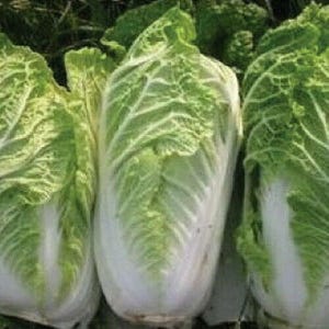 250 Chinese Cabbage Seeds Michihili Heirloom - Premium Non-GMO, Open Pollinated, US Grown Seed, Always Fresh!