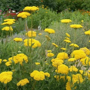 2000 Gold Yarrow Flower Seeds Yellow Achillea Millefolium Herb - Premium Non-GMO, Open Pollinated, US Grown Seed, Always Fresh!