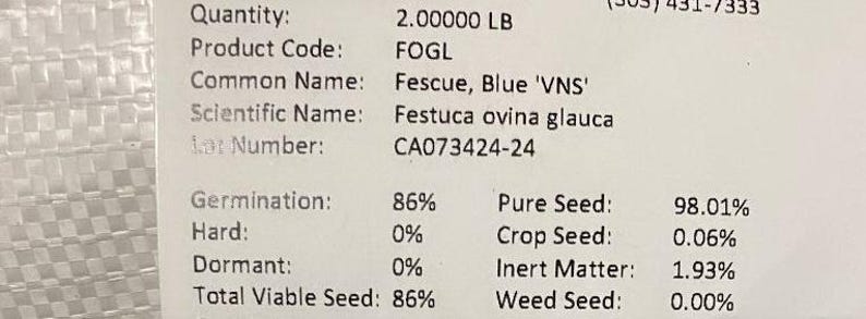 5000 Blue Fescue Fesnea Glauca Ornamental Grass Seeds - Perennial, Open ...