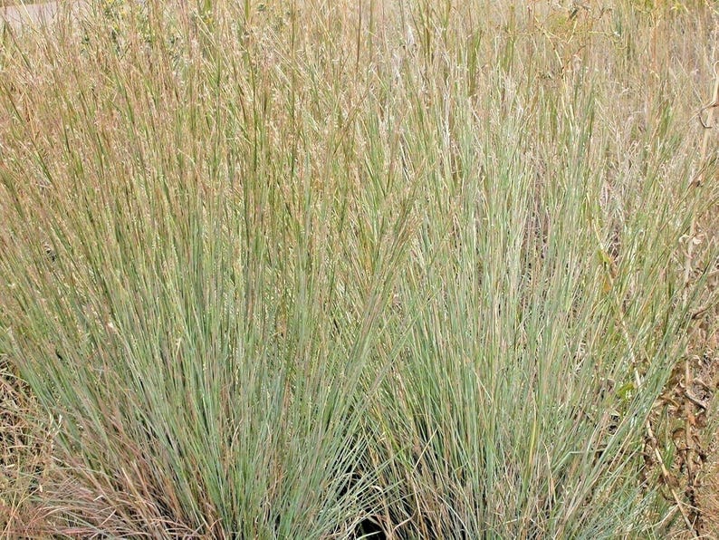 HavenGardenSeeds Big Bluestem Seeds - Thumbnail 2
