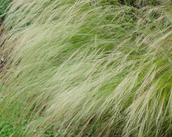 1000 Needlegrass Ornamental Grass Seeds - Green - Nassella viridula - Perennial, Open Pollinated, US Grown