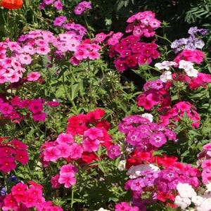 300 Drummond Phlox Drummondii Flower Seeds Mixed Colors, Premium Non-GMO, Open Pollinated, US Grown Seed, Always Fresh!