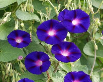 May include: Close-up of a cluster of blue morning glory flowers with white centers and dark purple veins. The flowers are blooming on a vine with green leaves.