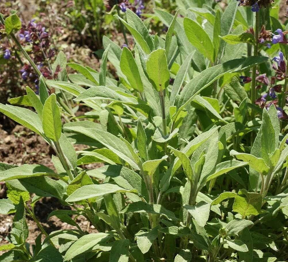 100 Garden Broadleaf SAGE Herb Seeds - Premium Non-gmo, Open Pollinated ...