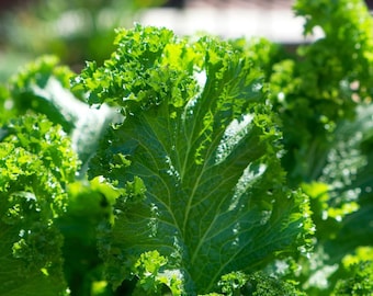 250 White Russian Kale Seeds - Non-GMO, Open Pollinated