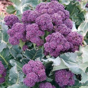 250 Broccoli Seeds - Purple Sprouting - Premium Non-GMO, Open Pollinated, US Grown Seed, Always Fresh!