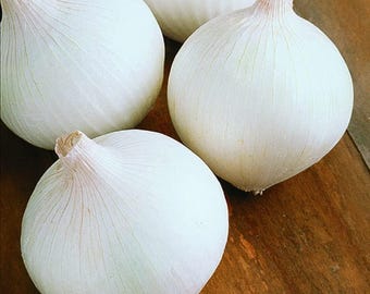 500 Sweet White Spanish Onion Seeds Heirloom - Premium Non-GMO, Open Pollinated, US Grown Seed