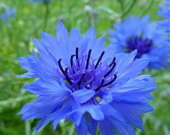 500 Tall Blue Bachelor Button Cornflower Flower Seeds - Annual, Open Pollinated, US Grown