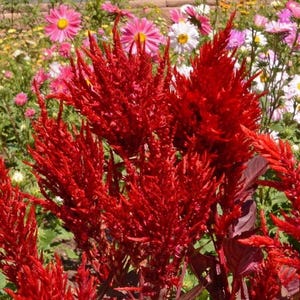 1000 Celosia plumosa Flower Seeds ‘Scarlet Plume’ Red - Annual, Open Pollinated, US Grown