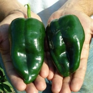 75 Poblano Ancho Pepper Seeds - Heirloom - Premium Non-GMO, Open Pollinated, US Grown Seed, Always Fresh!