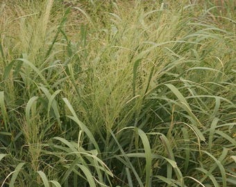 May include: A close-up of a patch of tall green grass with feathery seed heads.