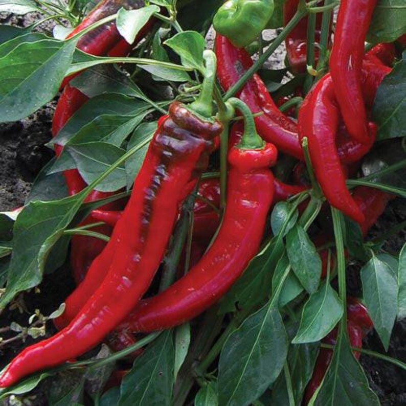 HavenGardenSeeds Jimmy Nardello Pepper Seeds