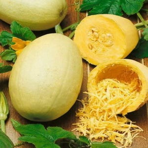 100 Spaghetti Winter Squash Seeds Heirloom - Premium Non-GMO, Open Pollinated, US Grown Seed