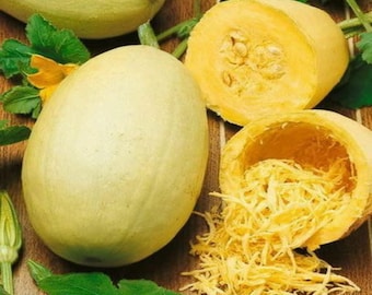 May include: A close-up of a whole spaghetti squash and a halved spaghetti squash with the flesh pulled out. The squash is pale yellow and the flesh is a bright yellow.