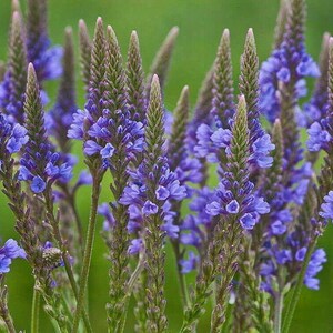 1000 BLUE VERVAIN Flower Seeds Verbena Hastata, Premium US Grown Seed, Always Fresh!