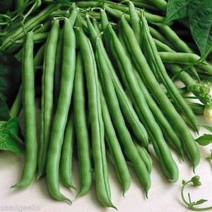 May include: A bunch of fresh green string beans, also known as snap beans, are arranged in a pile. The beans are long and slender, with a smooth, glossy surface.