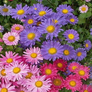 250 Aster Single Flower Seeds Sensation Mix Callistephus chinensis - Annual, Open Pollinated, US Grown