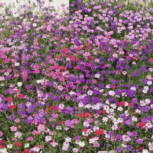 500 MOSS VERBENA Flower Seeds Verbena tenuisecta Mixed Colors, Premium US Grown Seed, Always Fresh!