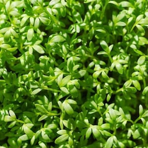 1000 Curled Cress Seeds Heirloom - Premium Non-GMO, Open Pollinated, US Grown Seed