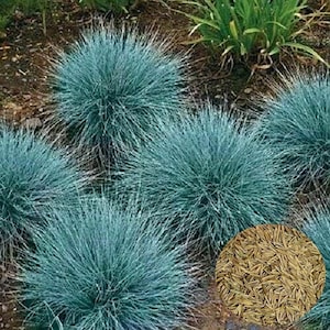 5000 Blue Fescue Fesnea Glauca Ornamental Grass Seeds - Perennial, Open Pollinated, US Grown