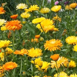 100 Calendula Marigold Flower Seeds &quot;Pacific Beauty Mix&quot; officinalis (Pot Marigold) - Premium Non-GMO, Open Pollinated, US Grown Seed