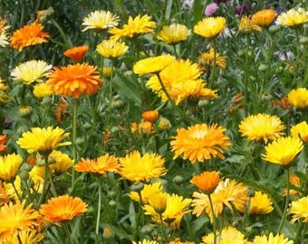 May include: A field of orange and yellow calendula flowers in bloom. The flowers are in various stages of bloom, with some fully open and others still in bud.