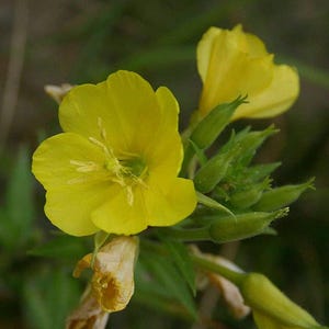 1000 Evening Primrose Flower Seeds Oenothera biennis - Premium Non-GMO, Open Pollinated, US Grown Seed