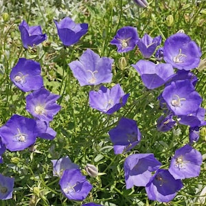 5000 Tussock Bellflower Flower Seeds Campanula carpatica Perennial - Premium Non-GMO, Open Pollinated, US Grown Seed