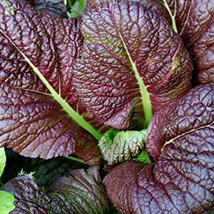 250 Japanese Red Giant Mustard Seeds Heirloom - Premium Non-GMO, Open Pollinated, US Grown Seed, Always Fresh!