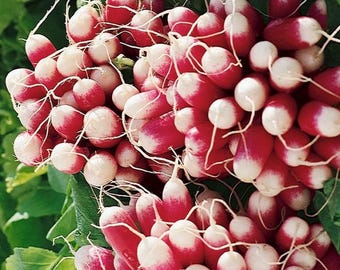 500 French Breakfast Radish Seeds Heirloom - Non-GMO, Open Pollinated, US Grown