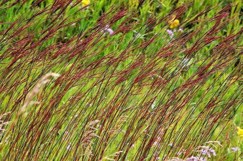 HavenGardenSeeds Big Bluestem Seeds - Thumbnail 4