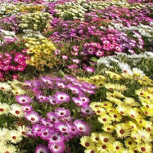 May include: A field of colorful flowers in shades of pink, white, and yellow. The flowers are in bloom and have a variety of shapes and sizes.