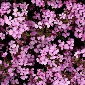 500 Soapwort Flower Seeds Saponaria ocymoides (Ground Cover) - Premium Non-GMO, Open Pollinated, US Grown Seed, Always Fresh!