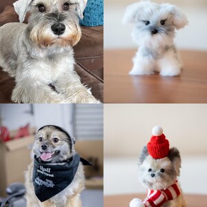 May include: A collection of four dog images. A gray and white Schnauzer dog is lying down. A small, fluffy, white and gray dog is sitting. A tan dog is wearing a black bandana and a black hat. A small dog is wearing a red hat and a red and white scarf.