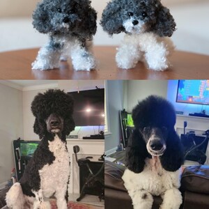 May include: Two small, handmade poodle figurines with gray and white fur. Below, two real poodles, one black and white, the other black and white, are sitting. The dogs have curly fur and are looking at the camera.